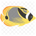 Racoon Butterfly Fish Sea Creature Animal Icon
