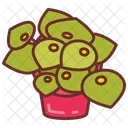 Radiator Plant Silverleaf Peperomia Raindrop Peperomia Icon