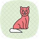 Ragdoll Cat Ragdollcat Cat Icon
