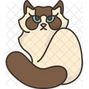Ragdoll Kitten  Icon