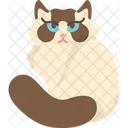 Ragdoll Kitten  Icon