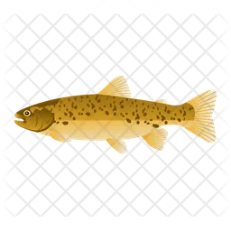 Rainbow Trout  Icon