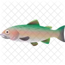 Rainbow Trout Fish Seafood Icon