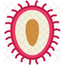 Corte De Rambutan Rambutan Vegetal Icono