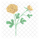 Ranunculus  Icon