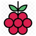 Rapsberry  Icon
