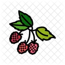 Raspberry Plant Delicious Icon