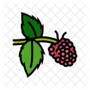 Raspberry Berry Fruit Icon