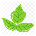 Leaf Ash Leaf Beech Leaf Icon