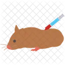 Rat Treatment Injection Vaccination Icon