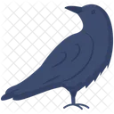 Raven Bird Crow Icon