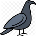 Raven Crow Bird Icon