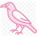Raven Bird Black Icon