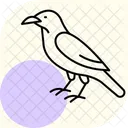 Raven Bird Black Icon