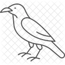Raven Bird Black Icon