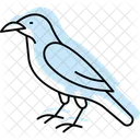 Raven Bird Black Icon