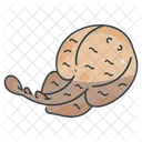 Ray Manta Fish Icon