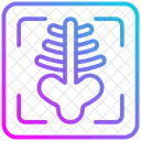 Radiografia Icon