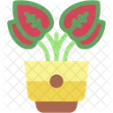 빨간 아글라오네마 식물 원예 아이콘