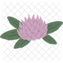 Red Clover Herbal Herb Icon
