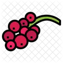 Red Currant  Icon