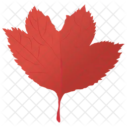 Red Maple  Icon