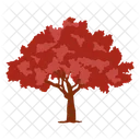 Oak Tree Red Oak Wild Tree Icon