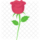 Blossom Red Rose Day Icon