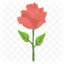 Red Rose Romance Icon