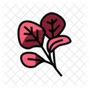 Red Spinach  Icon