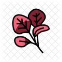 Red Spinach  Icon
