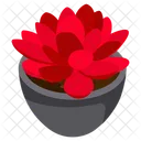 Red Succulent  Icon