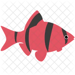 Red Tiger Barb Glofish  Icon