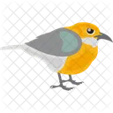 Bird Reinita Tropical Setophaga Pitiayumi Icon