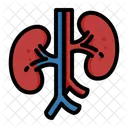 Reins Organes Anatomie Icône