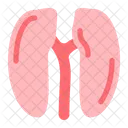 Reins Organes Anatomie Icône
