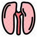 Reins Organes Anatomie Icône