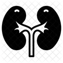 Renal Organ Filtration Organ Excretory Organ Icon