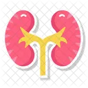Renal Organ Filtration Organ Excretory Organ Icon