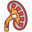 Renal Pelvis Kidney Vein Icon