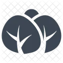 Repollo  Icono