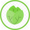 Repollo  Icon