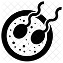Sexual Asexual Embryo Icon