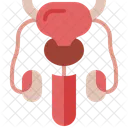 Reproductive Icon