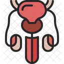 Reproductive System Male Icon