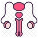 Reproductive System Penis Male Icon