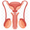 Reproductive System Genital System Sexual System Icon