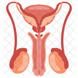 Reproductive system  Icon