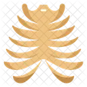 Rib Cage Thoracic Framework Costal Bones Icon