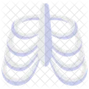 Rib Anatomy Body Icon